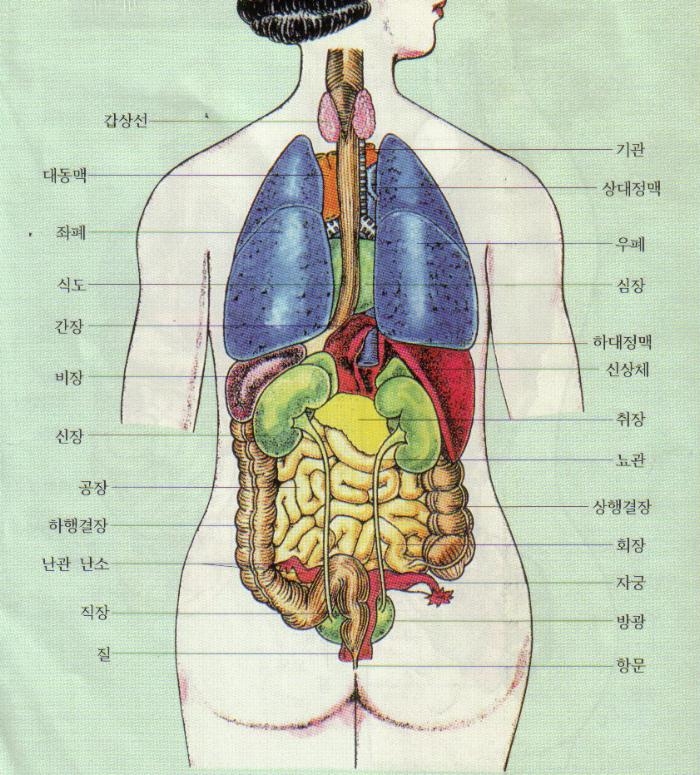 사용자 삽입 이미지