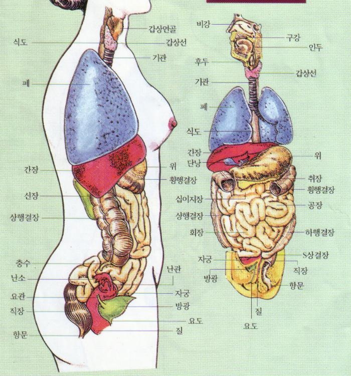 사용자 삽입 이미지