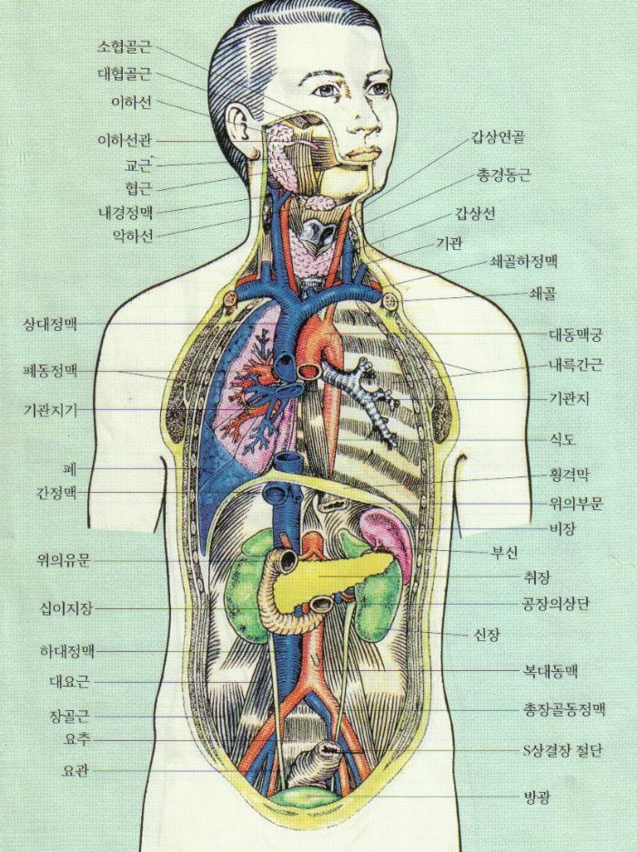 사용자 삽입 이미지